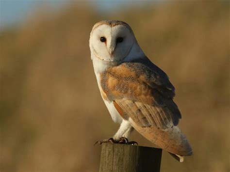 Where Do Barn Owls Live Habitat Distribution Birdfact 58 Off