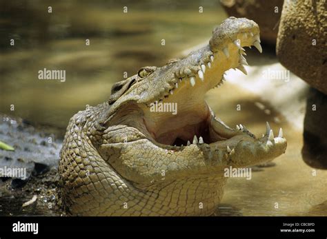 Saltwater Crocodile Crocodylus Porosus Mouth Opened Queensland