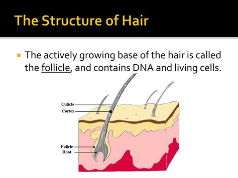 Ppt The Study Of Hair Powerpoint Presentation Free Download Id820592