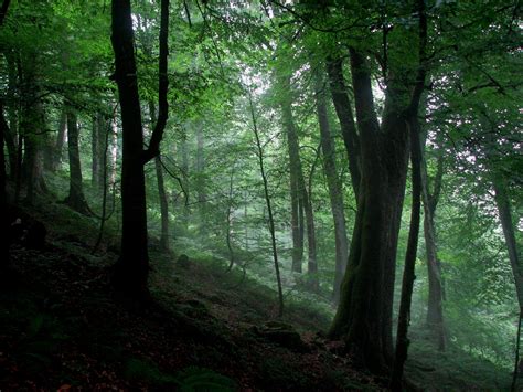 16 Ancient Forests That Actually Exist in the Middle East