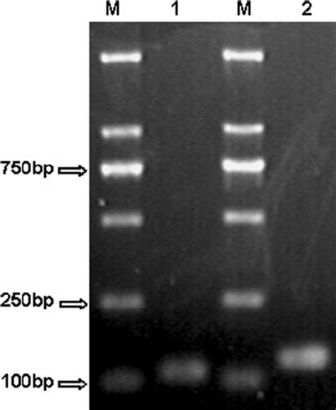 Hello, i'm sun xueling, mp for punggol west smc. Specificity of the primer pairs. PCR products with primer ...