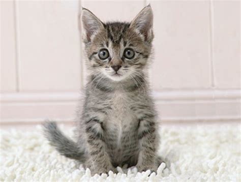 Cute Kittens Pictures The Wondrous Pics