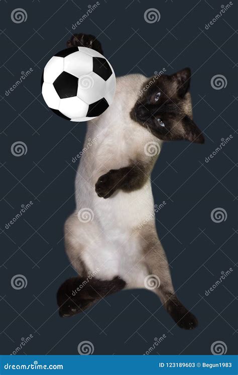 Cat With A Soccer Ball On A White Backgroundsiamese Stock Image