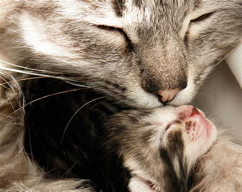 Beautiful Photos Of Loving Mother And Baby Animal 25 Pictures