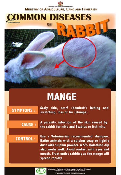 6 Common Diseases Of Rabbits Mange Ministry Of Agriculture Land