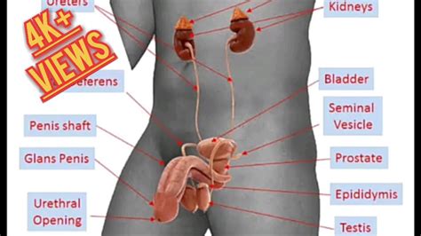 male reproductive organs real anatomy of male sexual organ part genital gonads male external