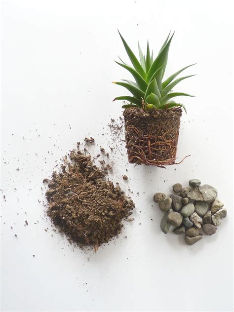 Em7there was a cactus in a coffee can. Zelma Rose : DIY COFFEE CAN CACTUS