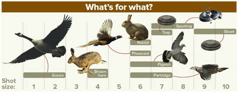 In interior (not mixed interior/exterior) home defense situations, buckshot and slugs are totally out of the question, unless perhaps you are using them in a.410 shotgun. Why the shot in cartridges should be made of gold ...