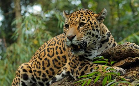Wallpaper Jaguar Big Cat Predator Hd Widescreen High Definition