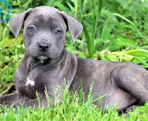 Cane corso puppies for sale! Cane Corso Puppies For Sale | Puppy Adoption | Keystone ...