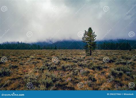 A Lone Tree Is Standing Alone In A Grassy Field With Evergreen Trees