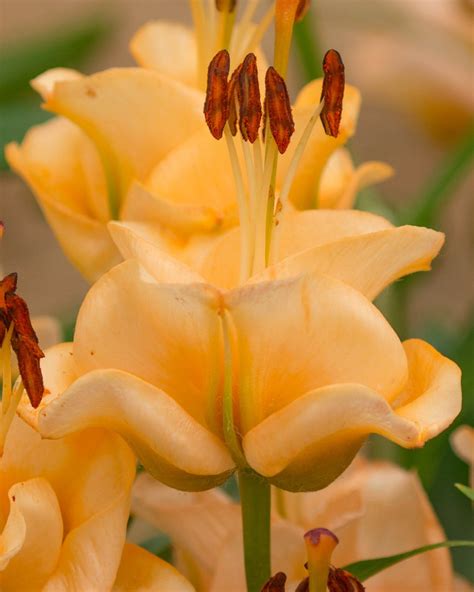 Lily Apricot Fudge Bulbs — Buy Apricot Lilies Online At Farmer Gracy Uk