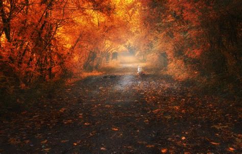 Wallpaper Autumn Forest Fog Park Branch Foliage Oak Oak Forest