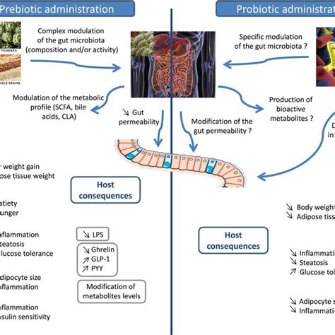 Pdf Modulation Of The Gut Microbiota By Nutrients With Prebiotic And