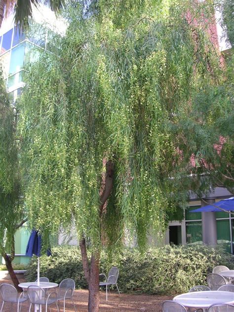 Find Trees And Learn University Of Arizona Campus Arboretum University