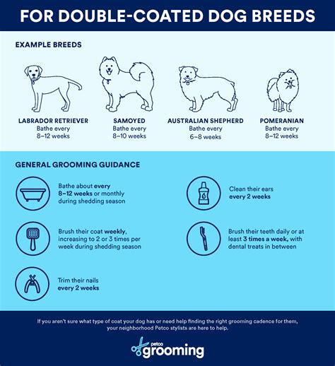 How Often to Bathe and Groom a Dog | Petco