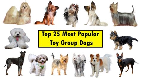 Top 25 Toy Group Dog Breeds Youtube