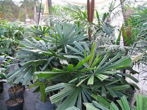 Home > licuala lauterbachii var. Licuala lauterbachii - Palmpedia - Palm Grower's Guide