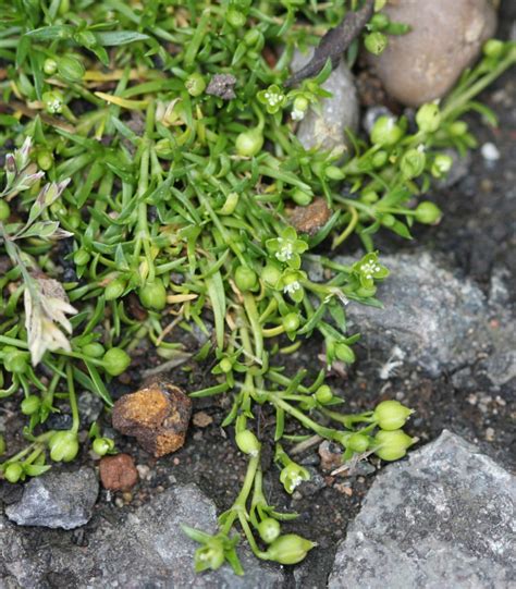 Procumbent Pearlwort Naturespot