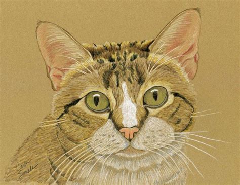 Pet Cat Brown Tabby Art Original Drawing Carla Smale 2019 Pencil