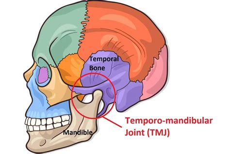 Temporomandibular Joint Diagram