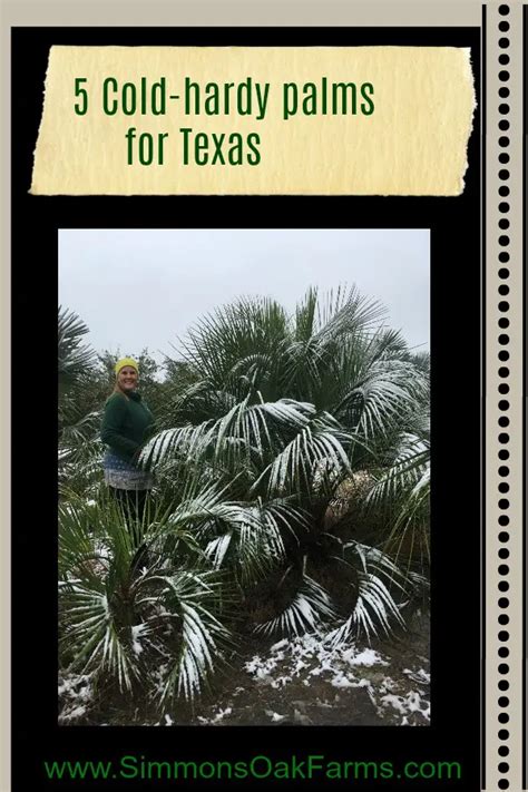 5 Cold Hardy Palms For Texas Simmons Tree Farms