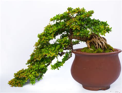 The abcs of indoor bonsai tree types. 54 Pictures of Bonsai Trees (by Style and Shape)