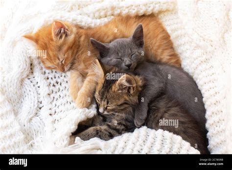 Three Cute Tabby Kittens Sleeping And Hugging On White Knitted Scarf