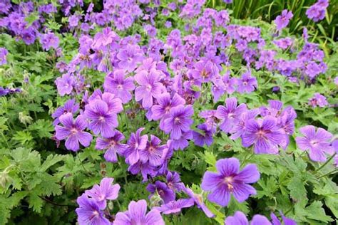 Great Hardy Geraniums As Ground Covers