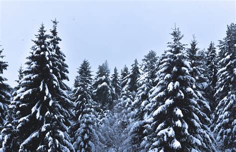 Free Photo Snow Covered Pine Trees Under Cloudy Sky Branches
