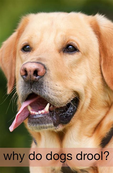 Why Do Dogs Drool The Labrador Site