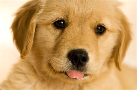 Their coat can be straight or wavy, where. Cute Golden Retriever Puppies Wallpaper - WallpaperSafari