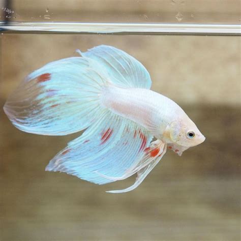 The Ventral Fins Of This Betta Is Long And Thin In 2021 Betta Betta