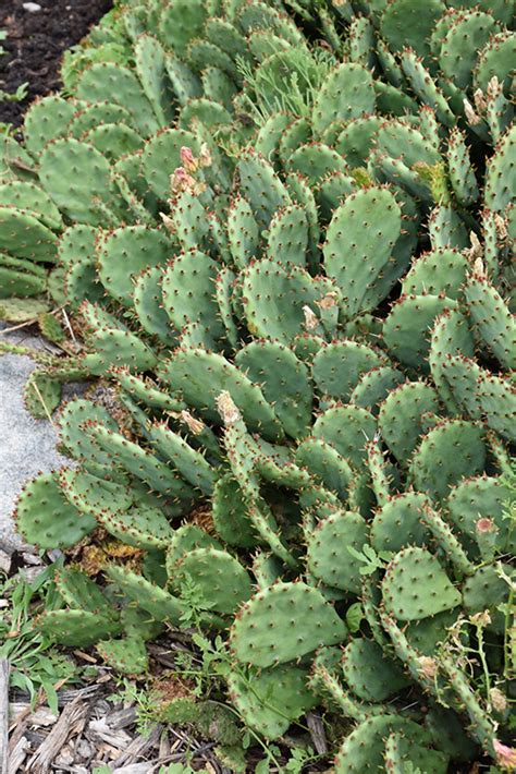 There is not enough reliable information about the safety of taking prickly pear cactus if you are pregnant or. Prickly Pear Cactus (Opuntia humifusa) in Richmond Fairfax ...
