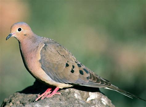 Bird Sounds And Songs Of The Mourning Dove The Old Farmers Almanac