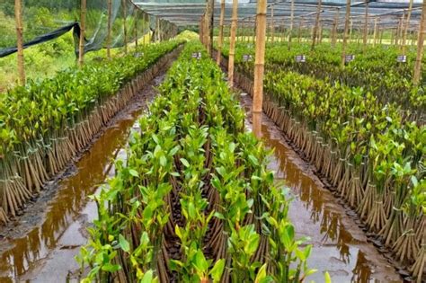 Kkp Bangun Kebun Bibit Mangrove Di Pasuruan Jawa Timur Antara News