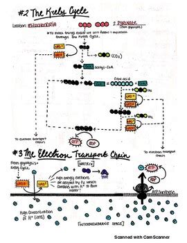 In the process of glycolysis, what happens to glucose after it crosses the cell membrane into the cytoplasm of the cell? Cellular Respiration Guided Coloring Worksheet (w/ Answer ...