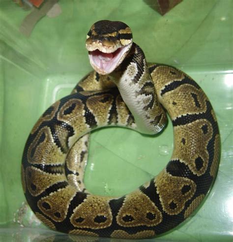 Snakes Pet Ball Python