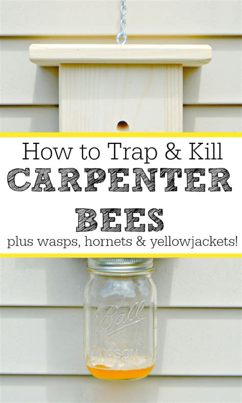 Diy How To Trap And Kill Carpenter Bees Wood Bees Wasps Hornets And