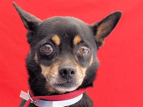 Free cancellationreserve now, pay when you stay. Chipin dog for Adoption in Pasadena, CA. ADN-605414 on ...