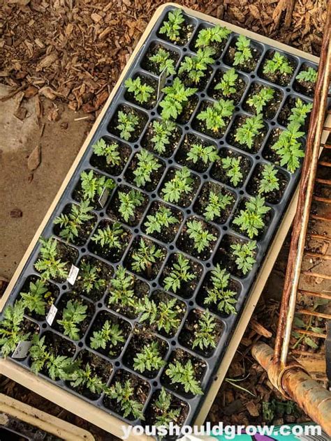 I'm taking a short break from tinctures and herbal remedies to bring you. How To Fertilize Tomatoes To Get More Tomatoes! | You ...