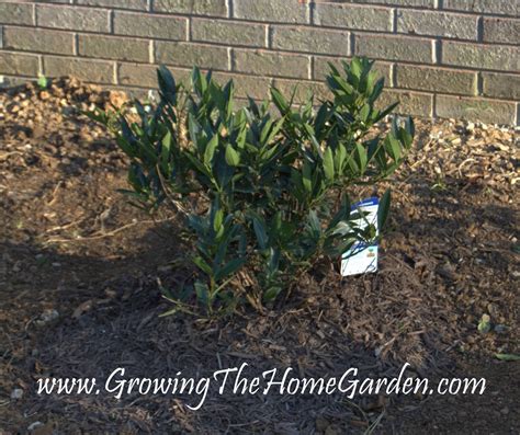 They are the bass player of the rock band. Front Porch Garden Remodel Part 4 - Growing The Home Garden