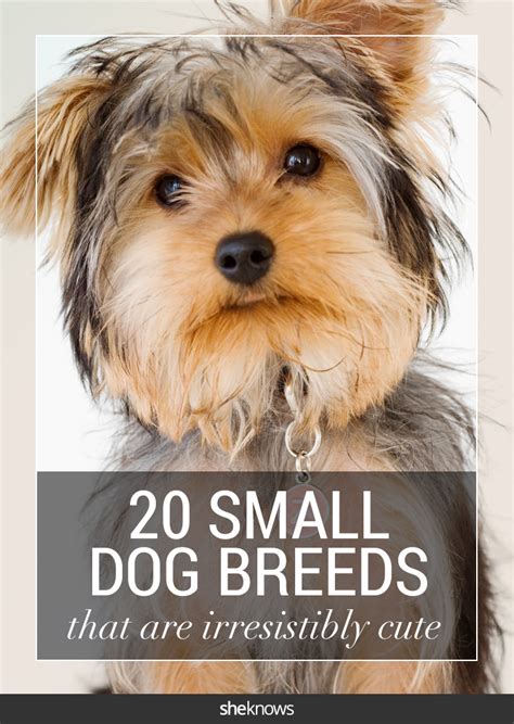 20 Small Dog Breeds That Are Beyond Cute Page 5