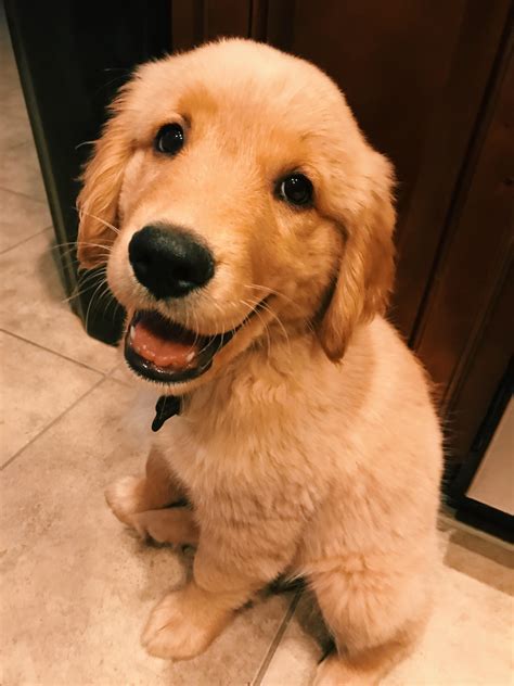 Nothing Better Than A Smiling Golden Retriever Puppy To Start Your Day