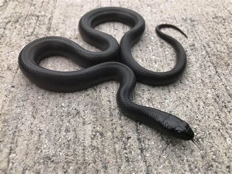 High White California King Snake For Sale Snakes At Sunset