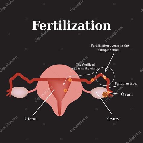 diagrama de la estructura de los órganos pélvicos fertilización ilustración vectorial sobre