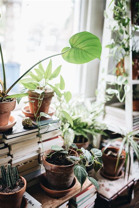 The fiddle leaf fig and the money tree are striking floor plants, but can cause digestive irritation to your cats and dogs if ingested. Pin on PLANTS