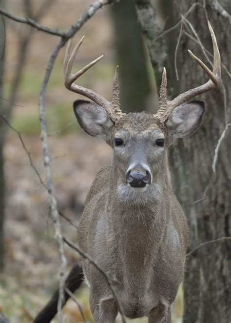 Eight Point Whitetail Photo Missed Opportunities Photos At