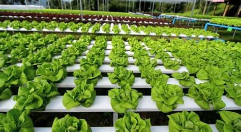 That was how i learned about hydroponic techniques. Hydroponics Farming Information guide | Agri Farming