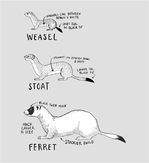 Weasel Facts And Control Tips Predator Free Nz Trust